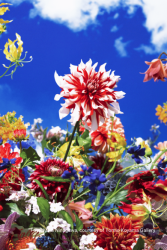 Foto Mika Ninagawa courtesy of Tomio Koyama Gallery